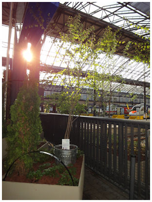 ihmepuutarha_katsura