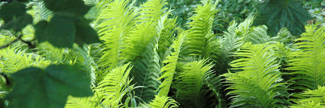 Kotkansiipisaniainen saniainen_660x220