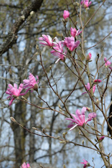 artik_rhodojenkump_magnolia_220x