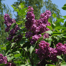 syringaAndenken_an_Ludwig220