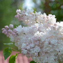 syringaMoskovan_kaunotar_220