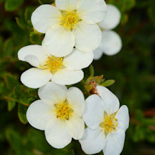 dasiphora_fruticosa_McKays_white_220