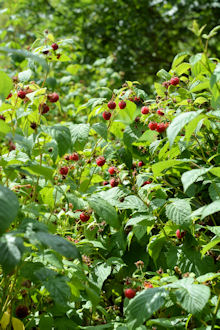 rubus_muskoka