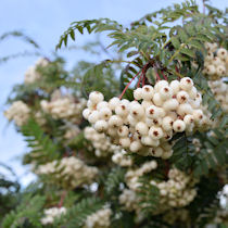 helmipihlajan valkoisia marjoja