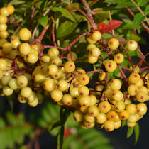 Joseph Rock sitruunapihlajan raikkaan keltaisia marjoja