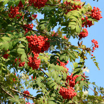 kotipihlajan marjoja