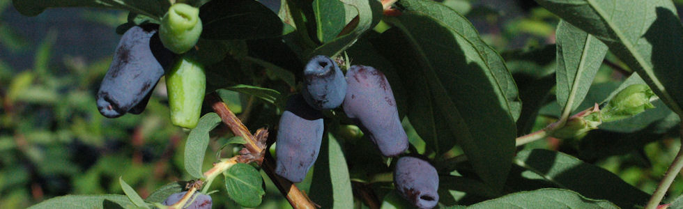 Lonicera caerulea var. kamtschatica 'Sinoglaska'