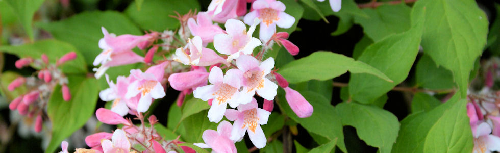 Kolkwitzia amabilis 'Kellokas'