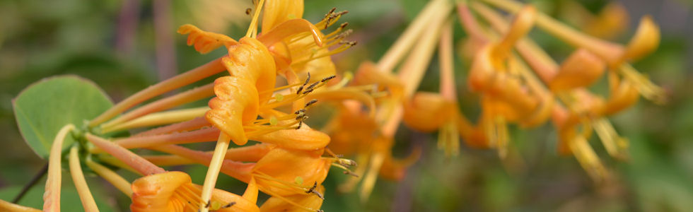 Lonicera x tellmanniana