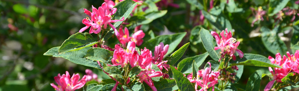 Lonicera x bella 'Zabelii'