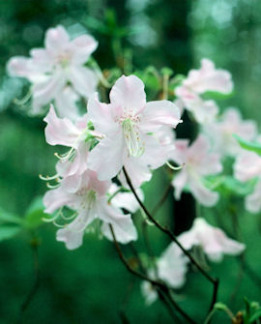 Tuotekuva-ESTELLE KUNINGASATSALEA FinE