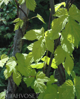 tuotekuva_Aurea_humala