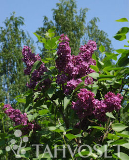 Tuotekuva-A. an LUDWIG SPÄTH JALOSYREENI