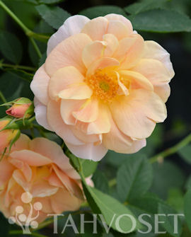 Tuotekuva-ABOVE AND BEYOND™ KÖYNNÖSRUUSU