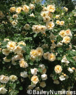 Tuotekuva-ABOVE AND BEYOND™ KÖYNNÖSRUUSU