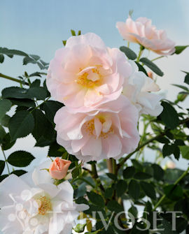 Tuotekuva-ABOVE AND BEYOND™ KÖYNNÖSRUUSU