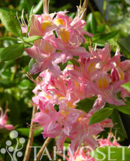 Tuotekuva-ADALMINA PUISTOATSALEA FinE