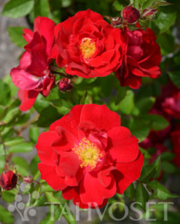 Tuotekuva-ADELAIDE HOODLESS PUISTORUUSU