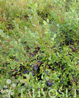 Tuotekuva-AINO TARHAPENSASMUSTIKKA FinE