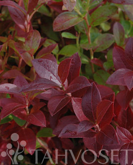 Tuotekuva-AINO TARHAPENSASMUSTIKKA FinE