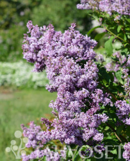 Tuotekuva-AINOLA PUISTOSYREENI FinE