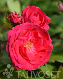 Tuotekuva-ALEXANDER MACKENZIE RUUSU