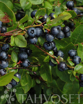 Tuotekuva-ALVAR TARHAPENSASMUSTIKKA FinE