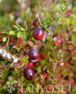 Tuotekuva-PILGRIM AMERIKANKARPALO