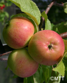 Tuotekuva-ANANASKANELI OMENA