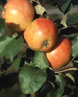 Tuotekuva-ASTRAKAN GYLLENKROK OMENA