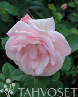 Tuotekuva-ASTRID LINDGREN RUUSU