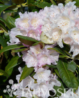 Tuotekuva-AXEL TIGERSTEDT ALPPIRUUSU FinE