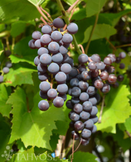 Tuotekuva beta_tarhaojukkaviini