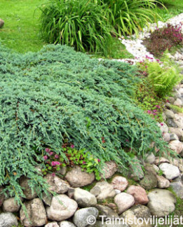 Tuotekuva-BLUE CARPET SINIKATAJA