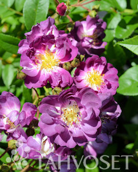 Tuotekuva-BLUE RAMBLER KÖYNNÖSRUUSU