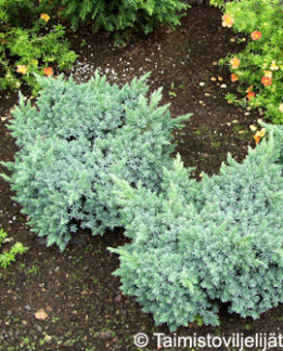 Tuotekuva-BLUE STAR SINIKATAJA