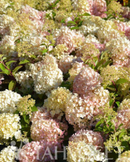 Tuotekuva-BOBO® SYYSHORTENSIA