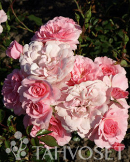 Tuotekuva-BONICA RUUSU