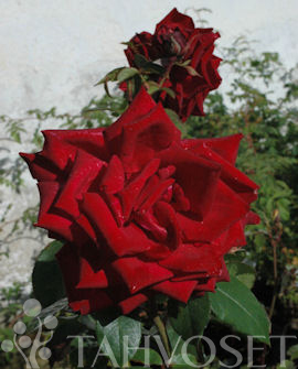 Tuotekuva-BURGUND RUUSU