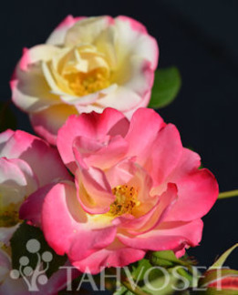 Tuotekuva-CAMPFIRE RUUSU