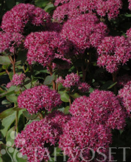 Tuotekuva-CARL KOMEAMAKSARUOHO