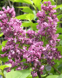 Tuotekuva-CHARLES JOLY JALOSYREENI