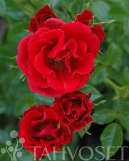 Tuotekuva-CHARMING COVER RUUSU