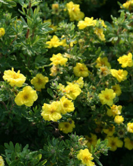 Tuotekuva-CITRUS TART™ PENSASHANHIKKI