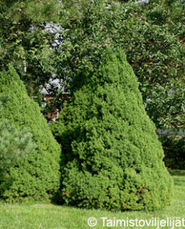 Tuotekuva-CONICA KARTIOVALKOKUUSI