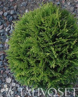 Tuotekuva-DANICA PALLOTUIJA