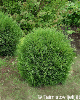 Tuotekuva-DANICA PALLOTUIJA