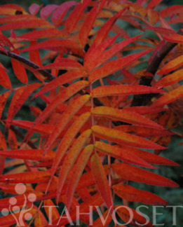 Tuotekuva-DODONG TUURENPIHLAJA