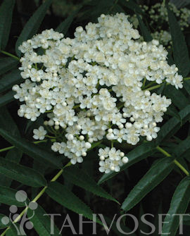 Tuotekuva-DODONG TUURENPIHLAJA