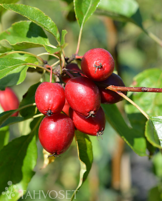 tuotekuva Dolgo paratiisiomenapuu